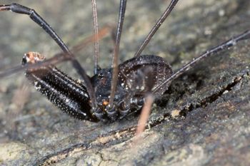 Media type: image; Invertebrate Zoology 133416
